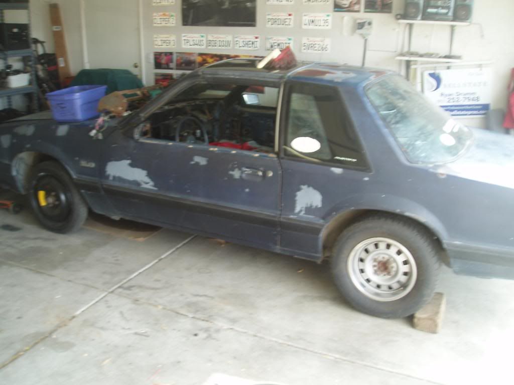 foxesinactionaug14003.jpg
